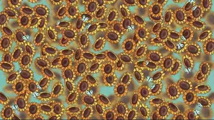 Οπτική ψευδαίσθηση: Μόνο αν έχεις παρατηρητικότητα ντετέκτιβ θα βρεις την μέλισσα σε 8 δευτερόλεπτα