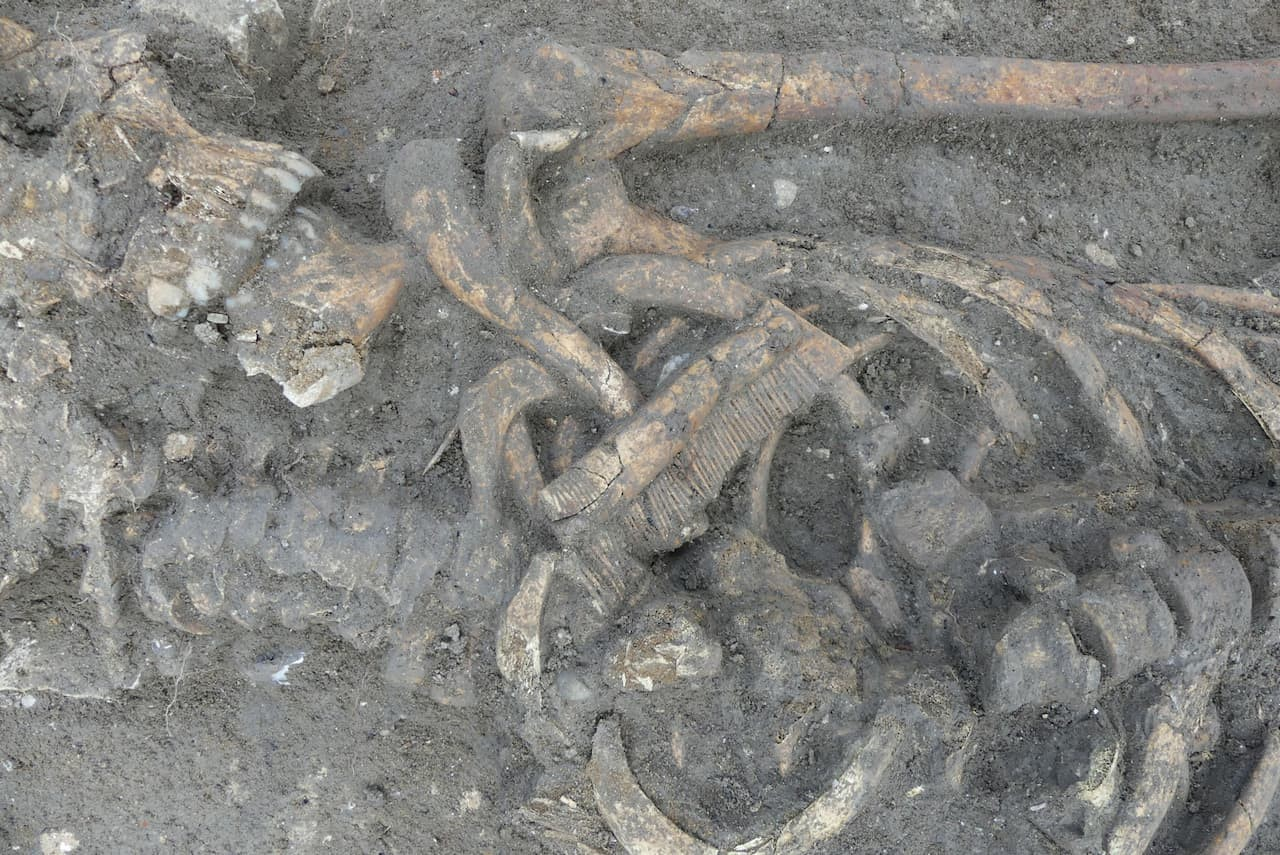 Χτένα από οστό ή κέρατο ελαφιού ενός θαμμένου ατόμου. Φωτογραφία: Annie Bolle / Inrap