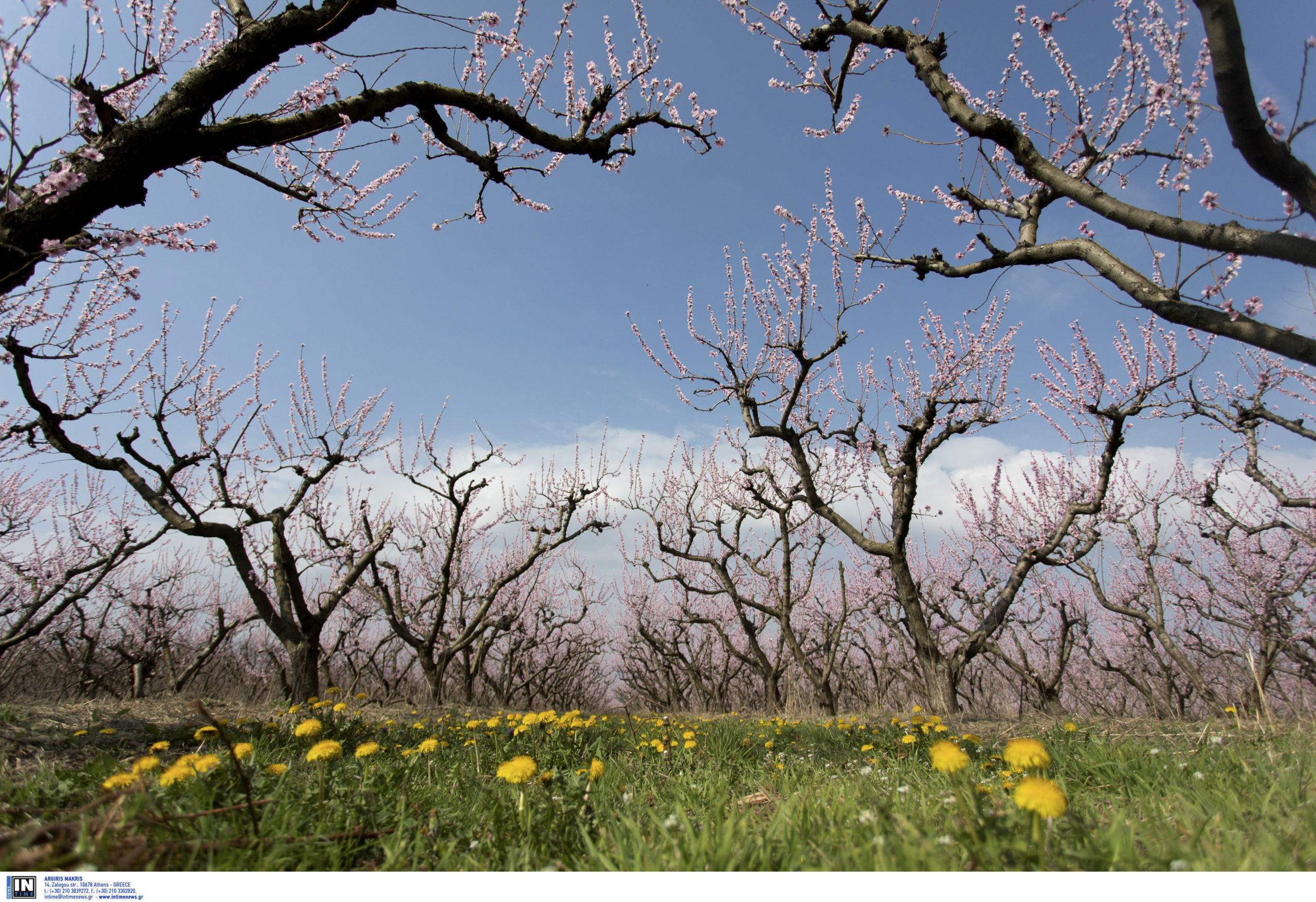 Μεγάλες καταστροφές σε καλλιέργειες λόγω του παγετού σε Πέλλα και Ημαθία