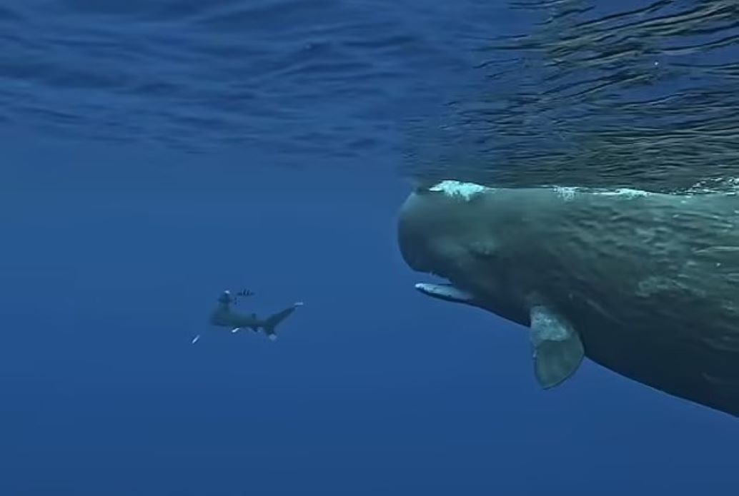 Συγκλονιστικό βίντεο: Φάλαινες σώζουν δύτη από επίθεση καρχαρία – «Με περικύκλωσαν και με πρoστάτευσαν»