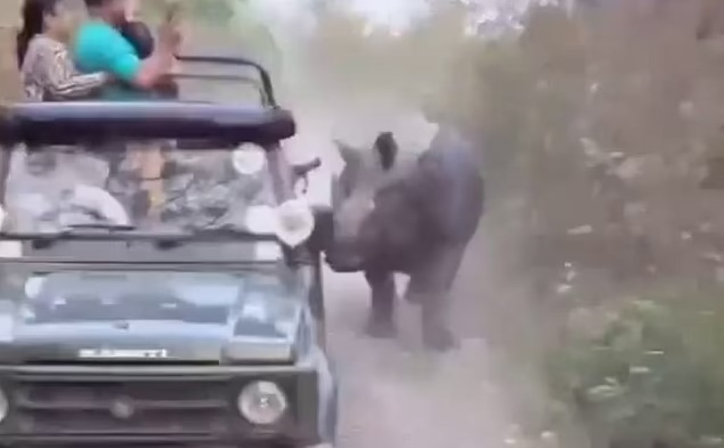 Ινδία: Ρινόκερος καταδίωξε δύο τζιπ που έκαναν σαφάρι σε εθνικό πάρκο – Καρέ καρέ οι προσπάθειές του να τα ανατρέψει