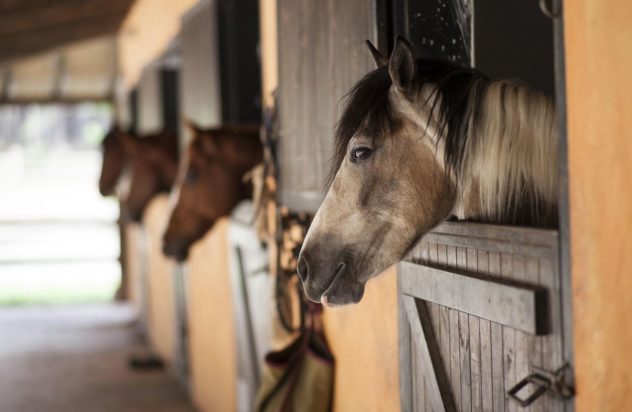 ΑΛΟΓΟ ΒΙΑΣΜΟΣ