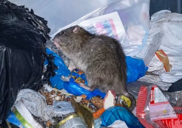 ΜΠΕΡΜΙΓΧΑΜ ΠΟΝΤΙΚΙΑ