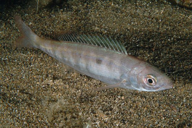 Τι σημαίνει η φράση «πλάκωσε η μαρίδα» και από πού προέρχεται