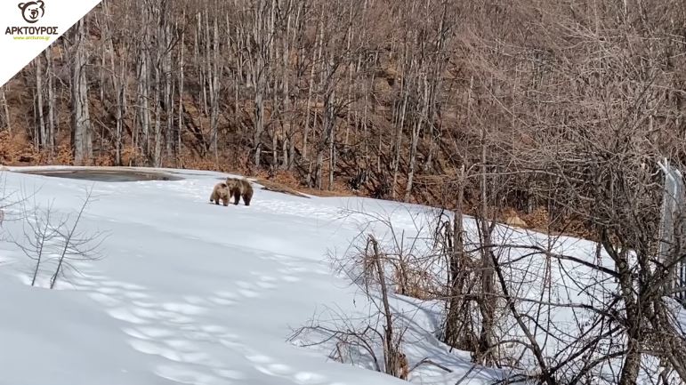 Βίντεο: Η άνοιξη έφτασε στο Νυμφαίο – Οι αρκούδες παίζουν στα χιόνια