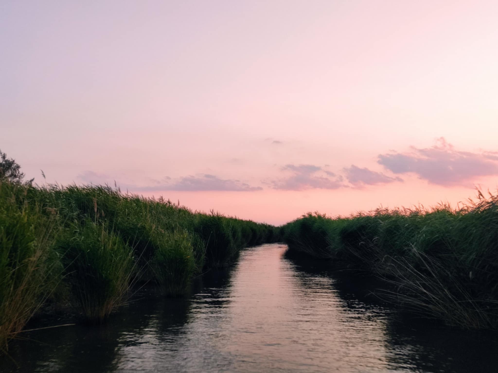 Δέλτα του Έβρου: Ο επίγειος παράδεισος με τις «αλυσίδες θανάτων» άγριων ζώων – «Η μαζική δηλητηρίαση είναι ένα ανεξέλεγκτο φαινόμενο»