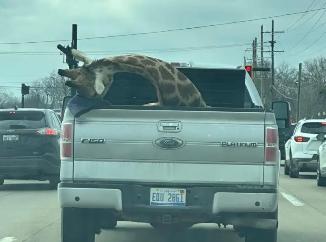 Μυστήριο με καμηλοπάρδαλη σε καρότσα φορτηγού – Η αλήθεια πίσω από την εικόνα που προκάλεσε ανησυχία