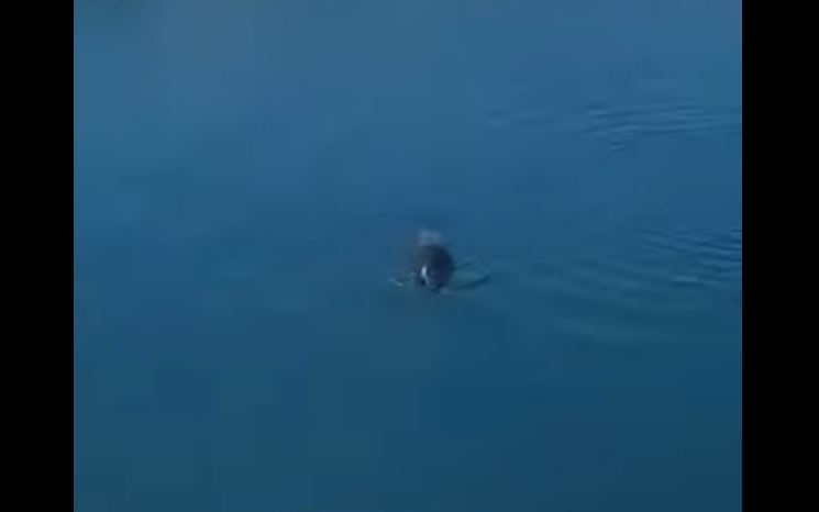 Λήμνος: Η διάσημη φώκια έκανε την επανεμφάνισή της – Δείτε βίντεο