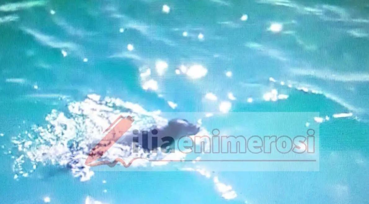 ΗΛΕΙΑ ΣΚΥΛΟΣ