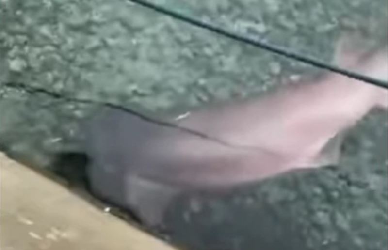 Σπάνιο είδος καρχαρία εμφανίστηκε στην Μύκονο – Δείτε βίντεο