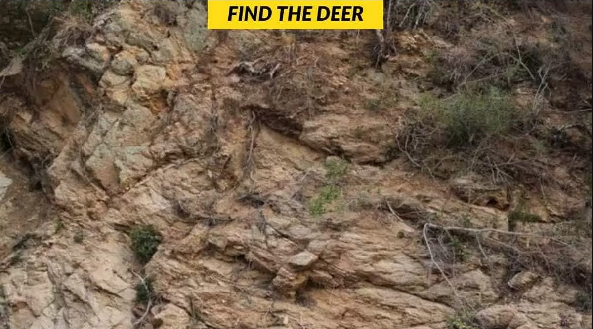Οπτική ψευδαίσθηση: Μόνο αν είσαι ο Σέρλοκ Χολμς θα βρεις το ελάφι σε 6 δευτερόλεπτα