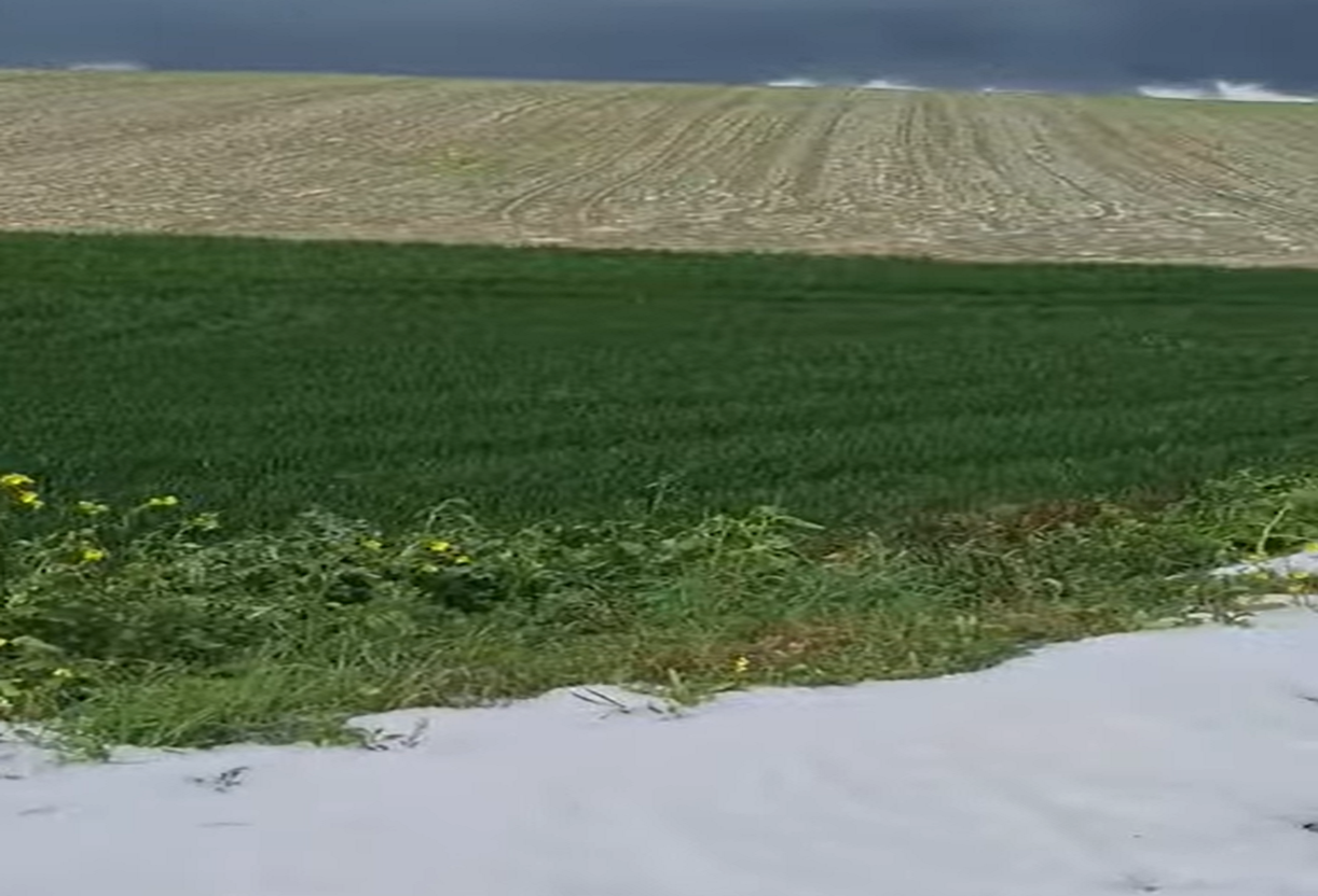 Θεσσαλία: Ζημιές σε καλλιέργειες στον Δήμο Κιλελέρ λόγω έντονης χαλαζόπτωσης – ΒΙΝΤΕΟ