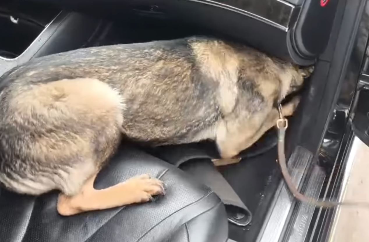 Θεσσαλονίκη: Η Roxy «μυρίστηκε» την ηρωίνη μέσα σε αυτοκίνητο – Συνελήφθησαν οι διακινητές