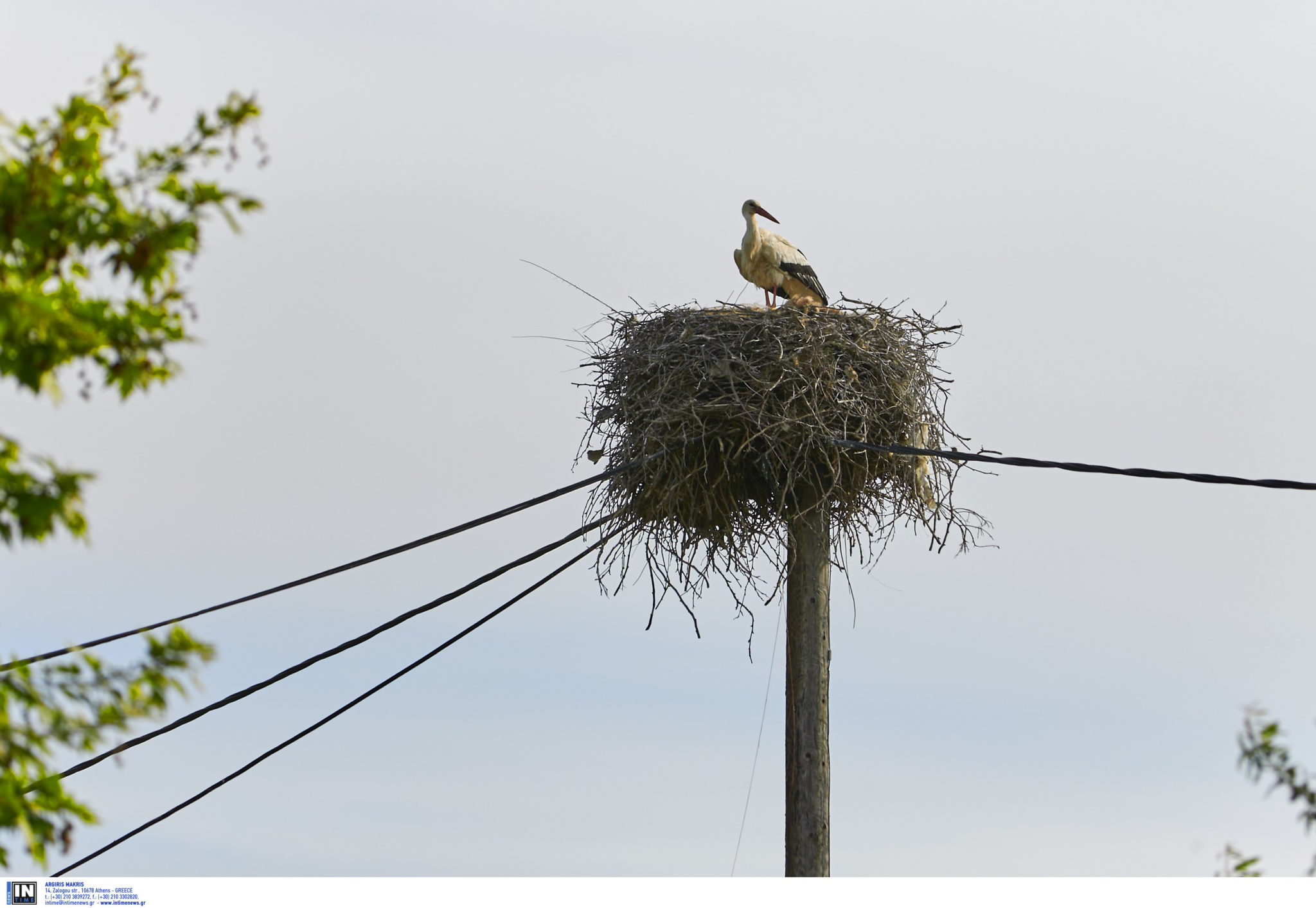 λευκοπελαργός