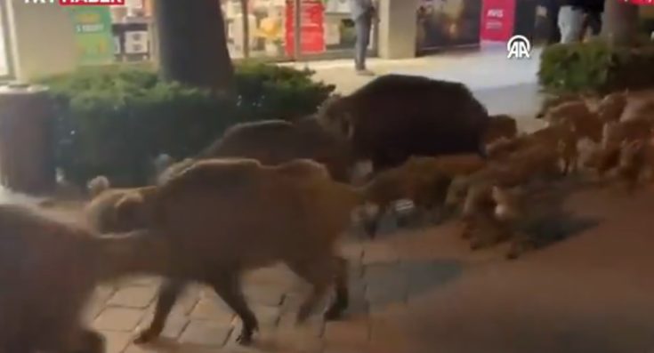 ΑΓΡΙΟΓΟΥΡΟΥΝΑ ΤΟΥΡΚΙΑ