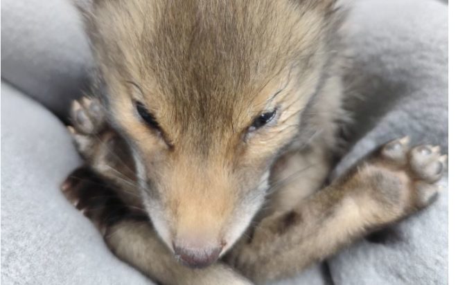 Κυψέλη- αλεπουδάκι