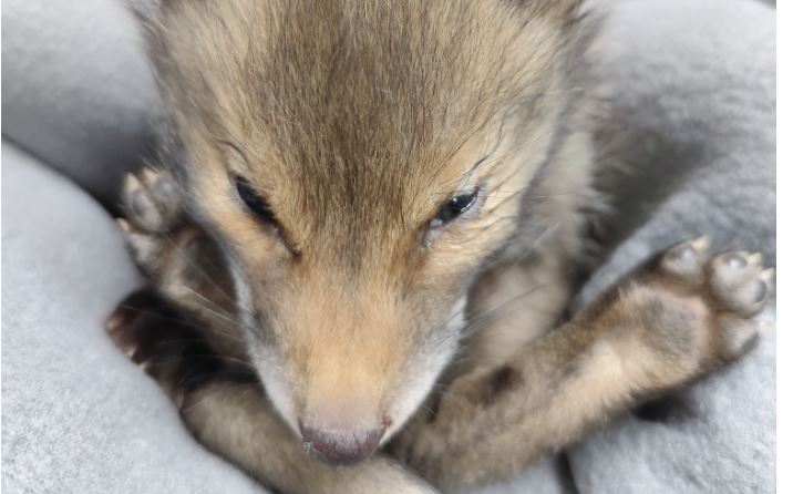 Κυψέλη- αλεπουδάκι