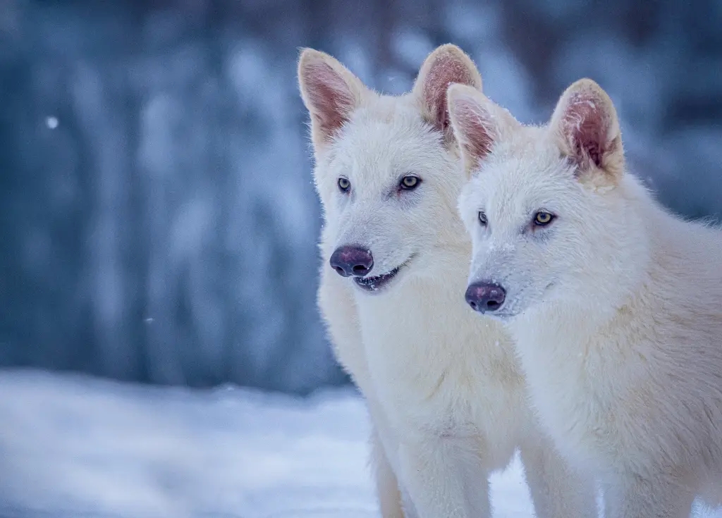 Οι «τρομεροί λύκοι» του Game of Thrones περπατούν ξανά στη Γη – Επιστήμονες «ανέστησαν» το εξαφανισμένο είδος 13.000 χρόνια μετά