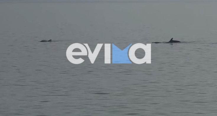 Δελφίνια στην Αιδηψό