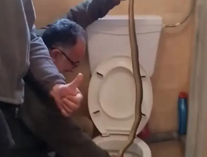Βίντεο: Έβγαλαν φίδι από λεκάνη τουαλέτας στην Καστοριά