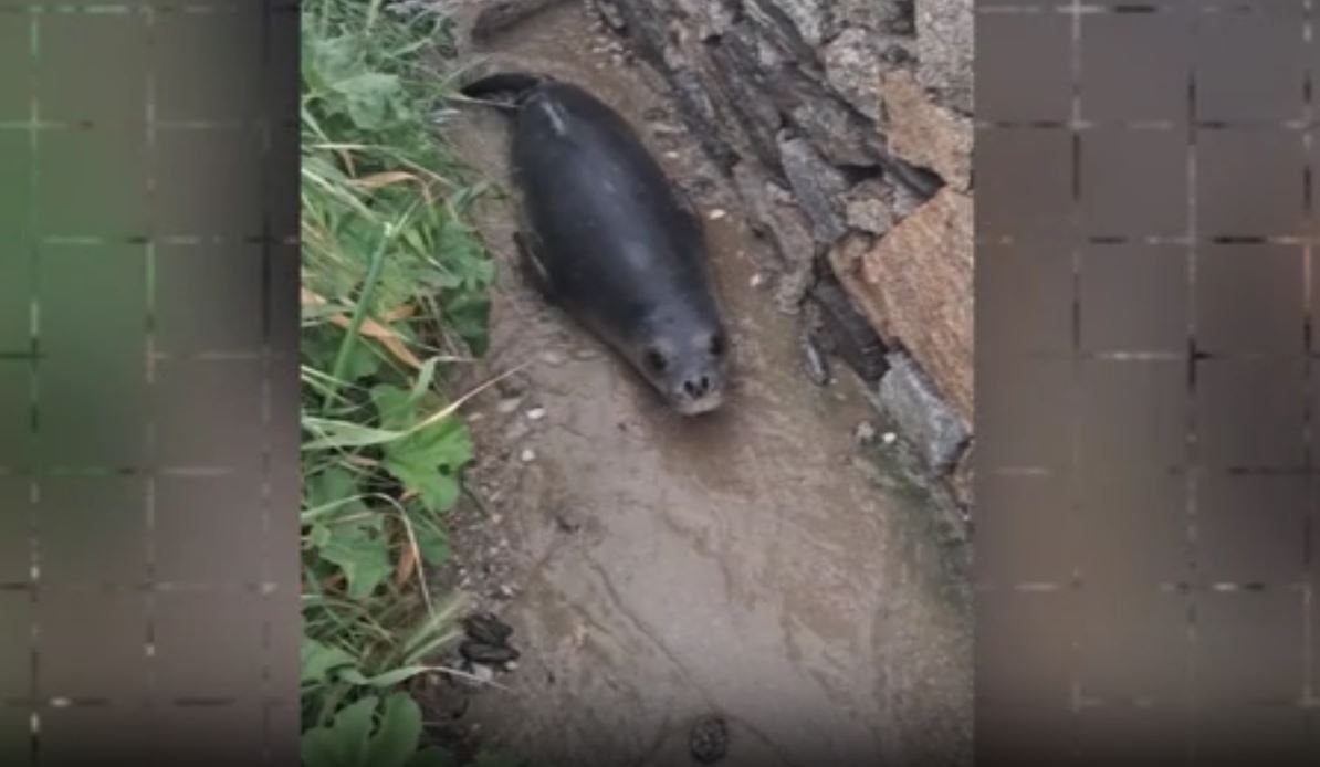 Μύκονος: Μικρή φώκια έκανε βόλτα στην στεριά – Πολίτες την οδήγησαν πίσω στη θάλασσα – Δείτε βίντεο