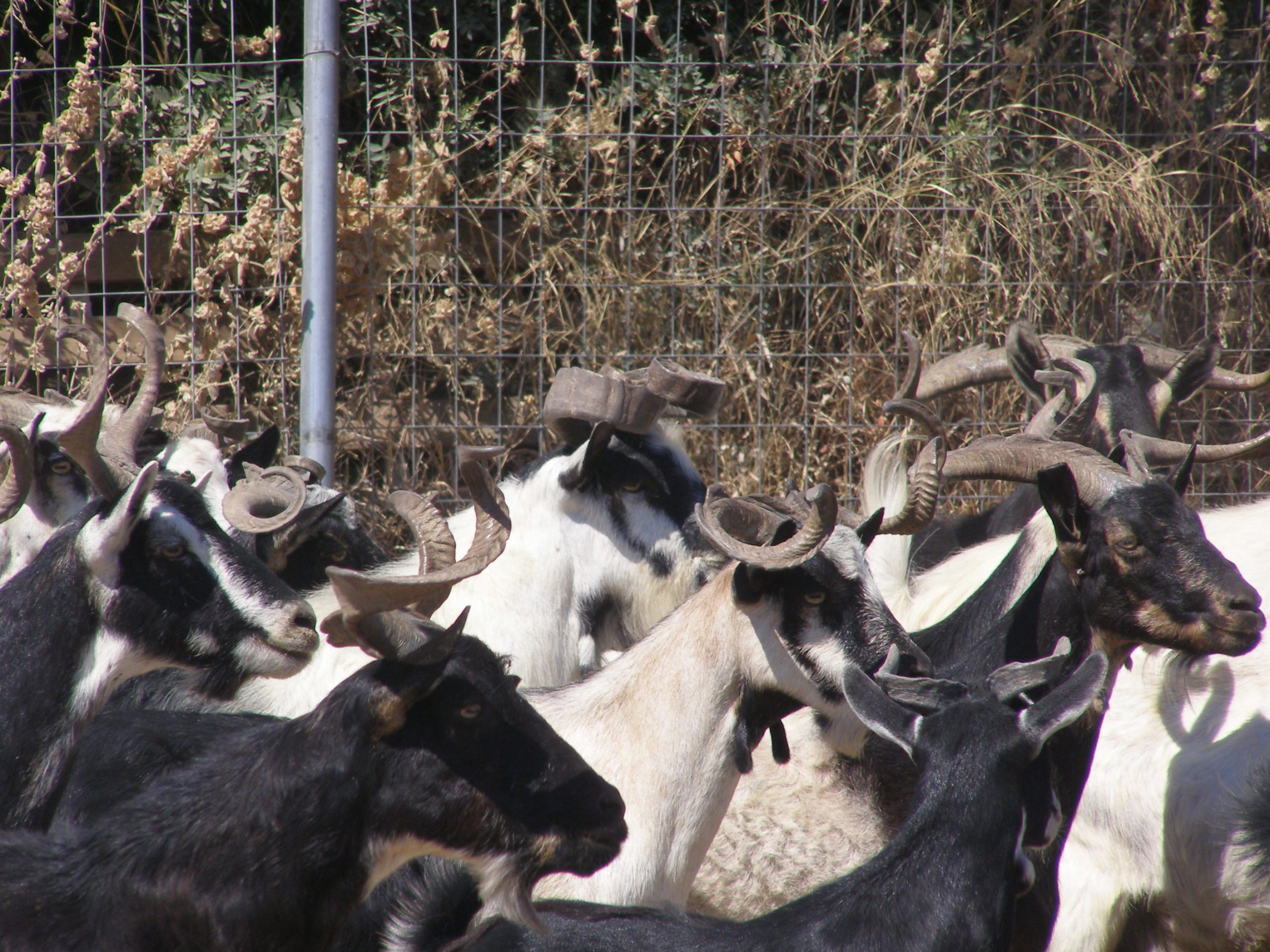 Ουλόκερος: Μία αρχαία ελληνική γίδα απειλείται με εξαφάνιση
