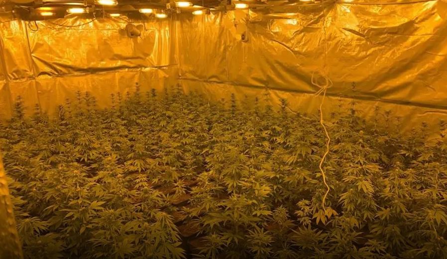 Εξαρθρώθηκε κύκλωμα που καλλιεργούσε υδροπονική κάνναβη και διακινούσε κοκαΐνη σε Αττική και Κρήτη – Επτά συλλήψεις