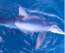 Καρχαρίας στην Χαλκιδική