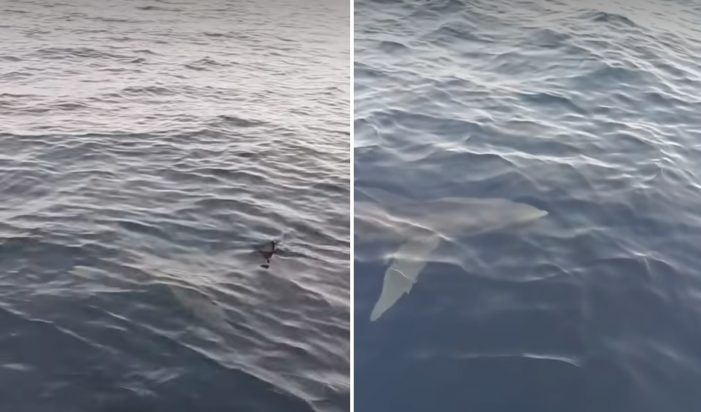 καρχαρίας, κέρκυρα