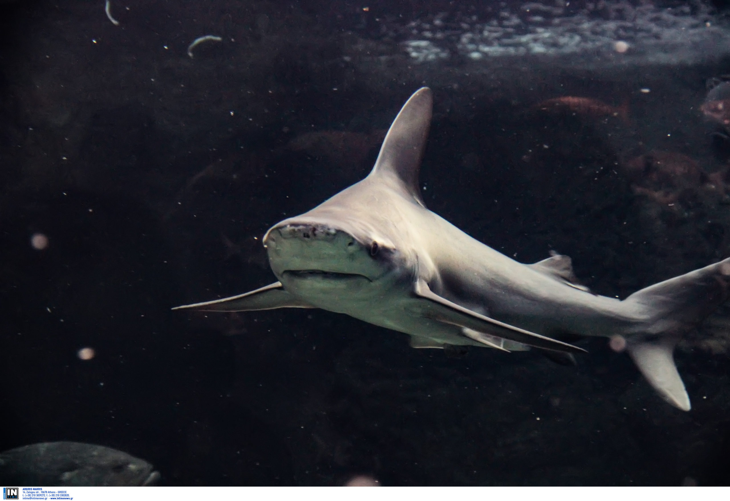 Καρχαρίες στις ελληνικές θάλασσες: Πόσο πρέπει να φοβόμαστε τελικά; – Ειδικοί εξηγούν γιατί εμφανίζονται συχνότερα και τι πρέπει να κάνουμε εάν τους συναντήσουμε