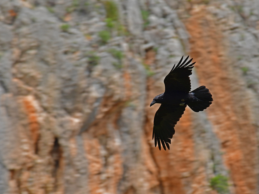 Κρήτη: Ένα… κοράκι άφησε χωρίς ηλεκτρικό ρεύμα την Ιεράπετρα