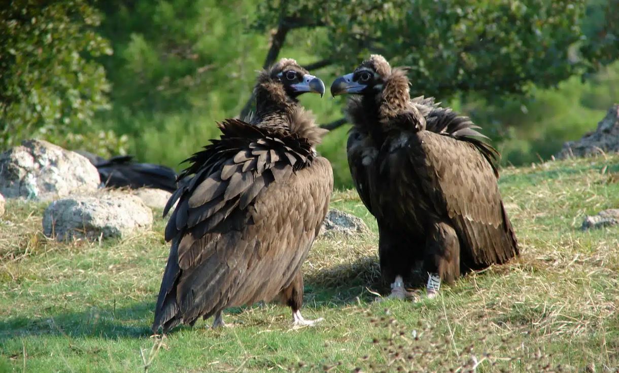 Έβρος: Πληθυσμός-ρεκόρ του μαυρόγυπα στο Εθνικό Πάρκο Δαδιάς δύο χρόνια μετά την πυρκαγιά
