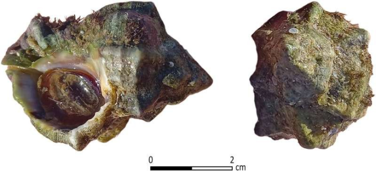 Το σαλιγκάρι που παράγει την χρωστική για την πορφύρα. Φωτογραφία: PLOS ONE (2025).