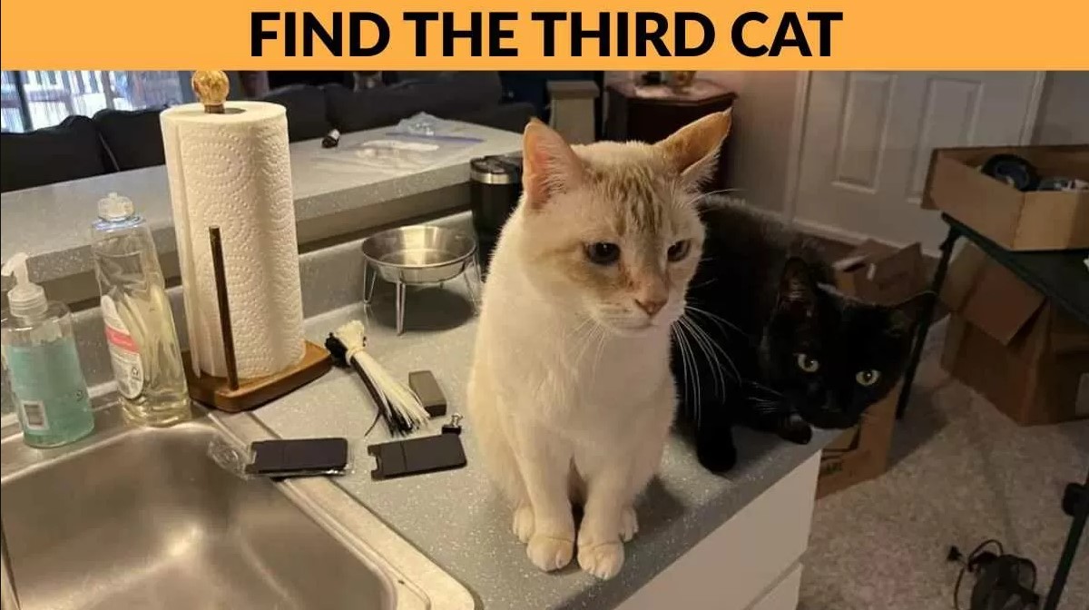 Οπτική ψευδαίσθηση: Μόνο 1 στους 10 ανθρώπους θα βρει την γάτα σε 8 δευτερόλεπτα