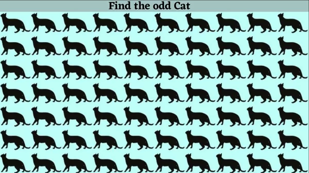 Οπτική ψευδαίσθηση: Μόνο 1 στους 10 ανθρώπους θα βρει την διαφορετική γάτα σε 8 δευτερόλεπτα