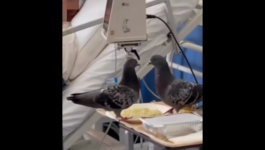 Περιστέρια τρώνε από το φαγητό ασθενούς σε νοσοκομείο