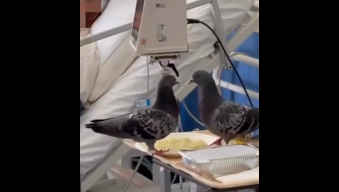 Περιστέρια τρώνε από το φαγητό ασθενούς σε νοσοκομείο