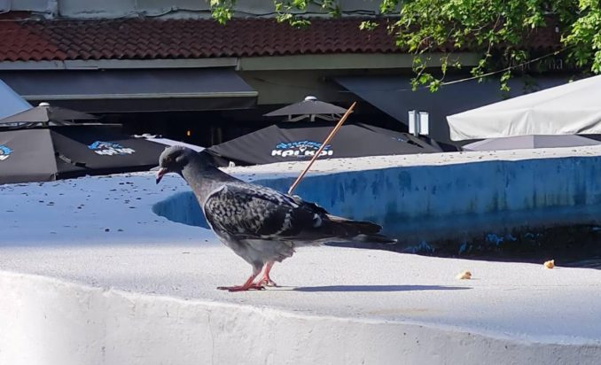 Σέρρες Περιστέρι