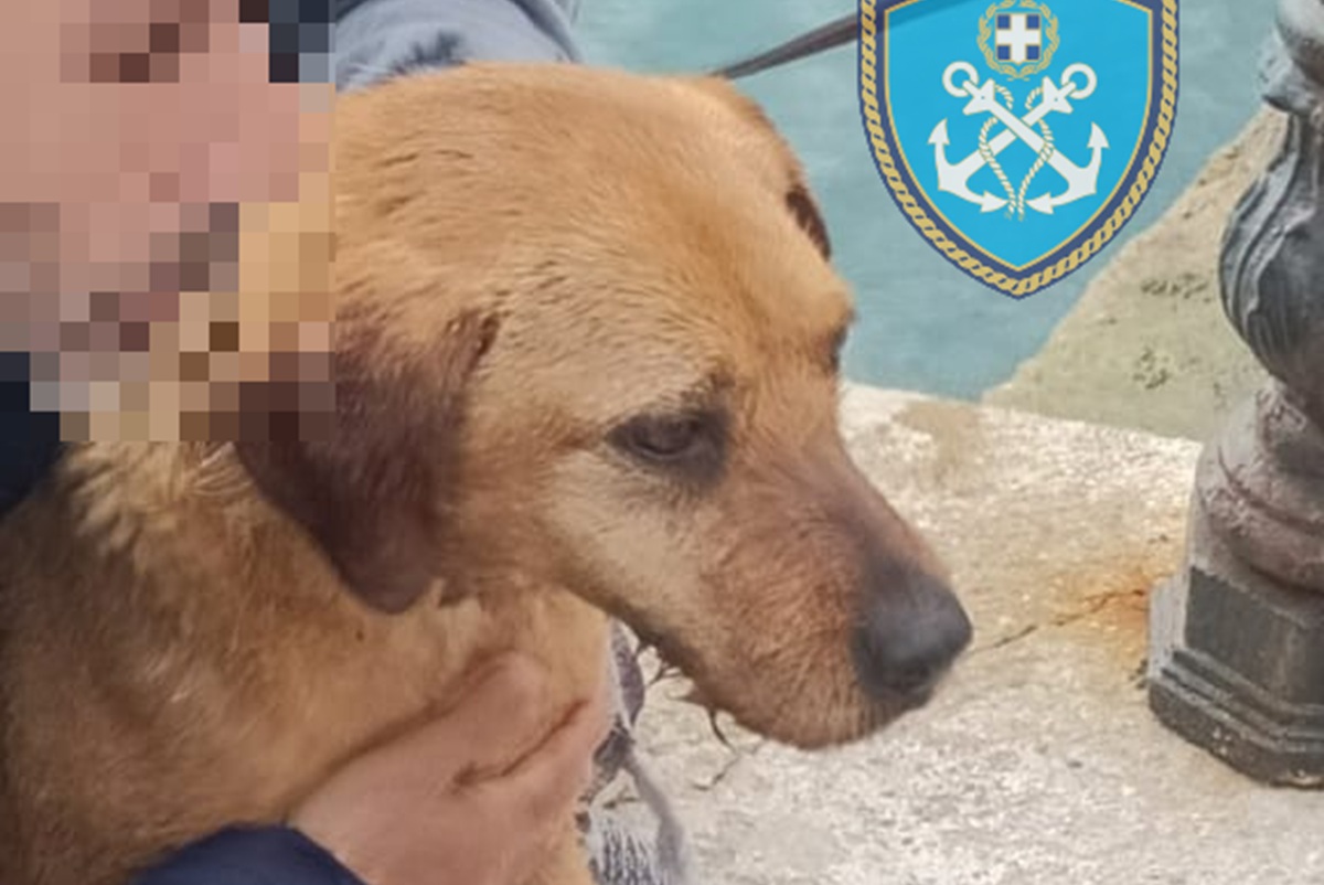 Ραφήνα: Επιχείρηση διάσωσης σκύλου που εντοπίστηκε να κολυμπάει στο λιμάνι – Δείτε φωτογραφίες