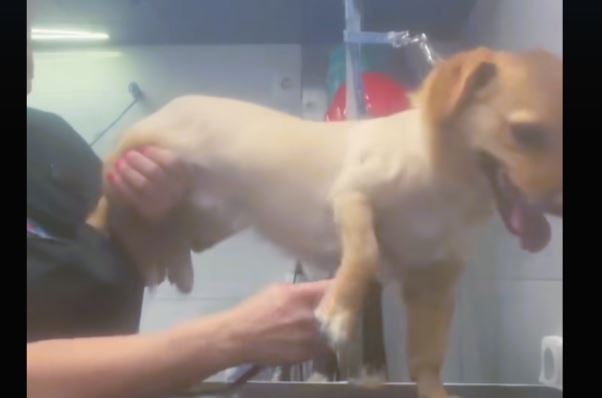 Βόλος: Οργή στα social media με pet groomer – Χρήστες καταγγέλλουν ότι κακοποιεί ζώα όσο τα κουρεύει – Βίντεο