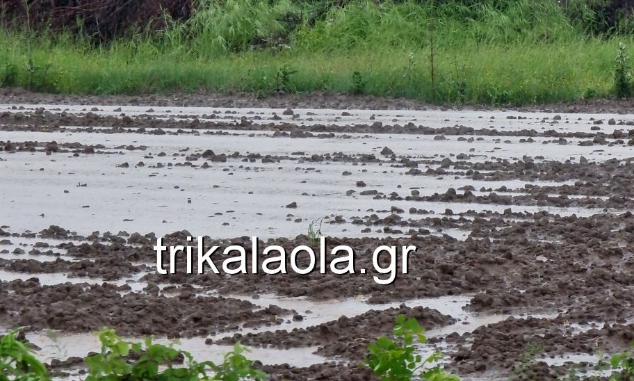 Έντονη βροχόπτωση και χαλάζι στα Τρίκαλα – «Άσπρισαν» τα χωράφια – Δείτε φωτογραφίες και βίντεο