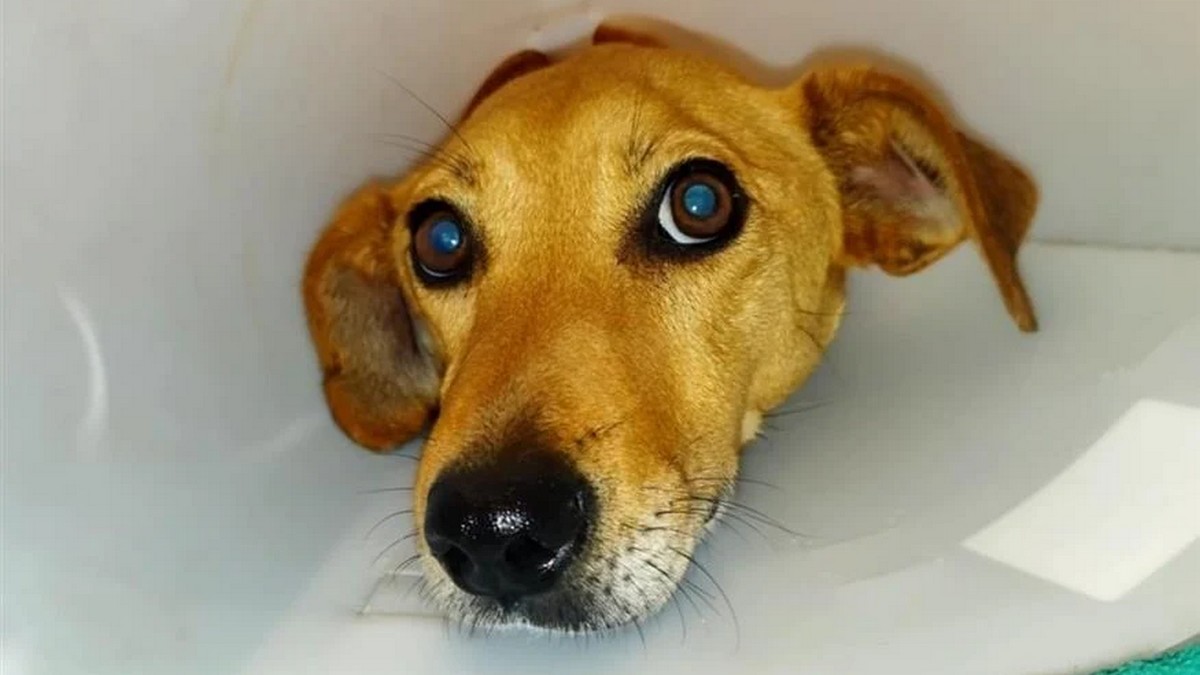 Κρήτη: Φρικτή κακοποίηση σκύλου στο Ηράκλειο – Βρέθηκε με θρυμματισμένα κόκαλα στα πόδια και σκάγια στο σώμα