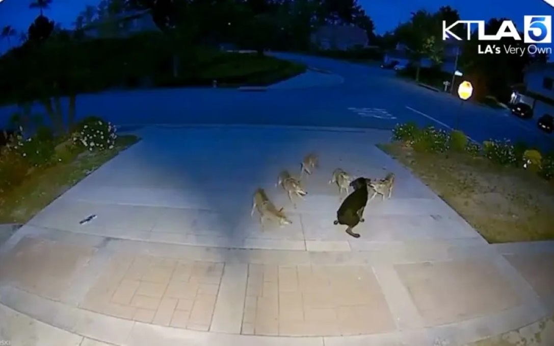 Αγέλη κογιότ εναντίον σκύλου: Αδέσποτο κουτάβι άντεξε 45 λεπτά ύπουλης επίθεσης – «Ήξερε πώς να προστατέψει τον εαυτό του»