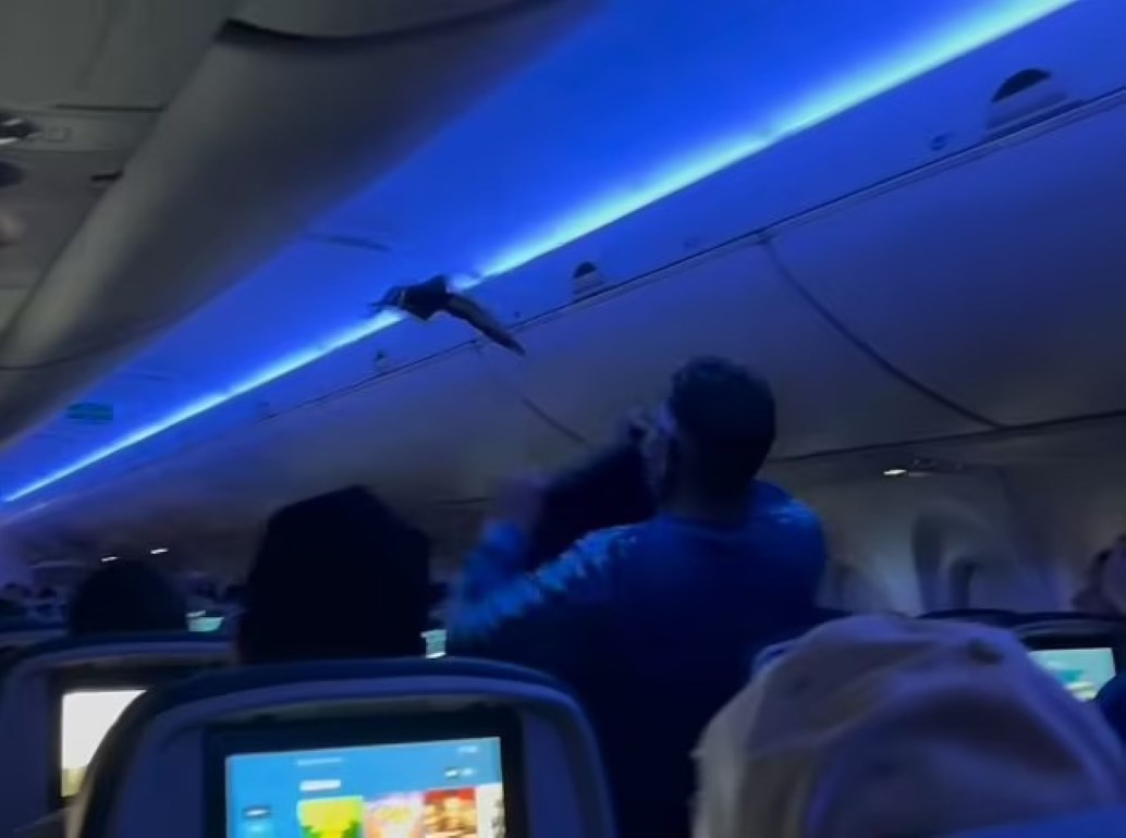 Βίντεο: Δύο περιστέρια έκαναν… check-in σε αεροπορική πτήση – Εισέβαλαν στην καμπίνα και προκάλεσαν πανικό