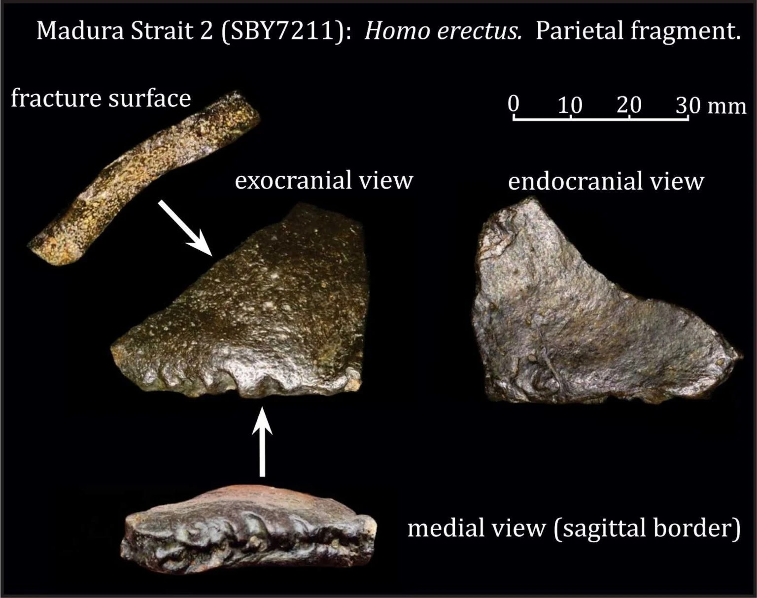 Θραύσματα κρανίου του homo rectus. Φωτογραφία: Πανεπιστήμιο του Λέιντεν