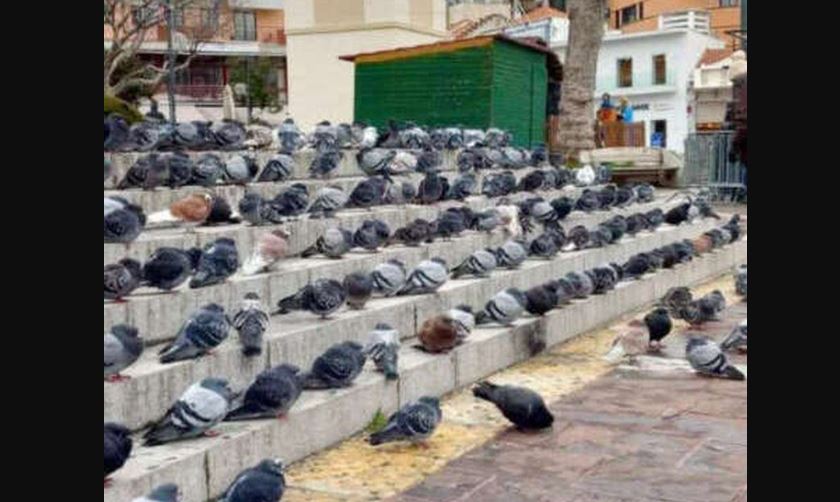 ΞΑΝΘΗ ΠΕΡΙΣΤΕΡΙΑ