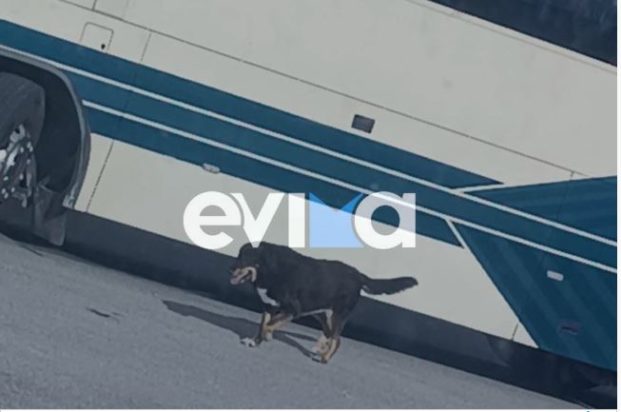 σκύλος- Εύβοια