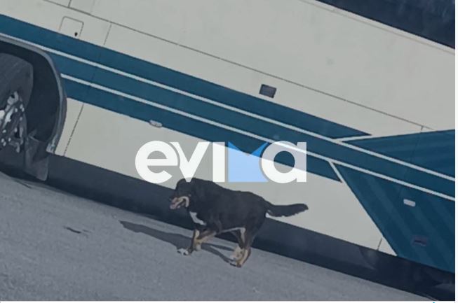 σκύλος- Εύβοια