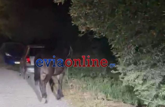 ΑΛΟΓΑ ΕΥΒΟΙΑ