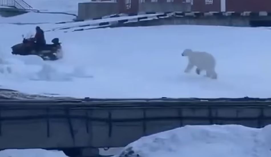 Βίντεο: Άνδρας τρέχει να σωθεί από πολική αρκούδα – Προσπάθησε να την πυροβολήσει